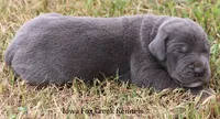 Smokey, a male Great Dane for sale in Unionville, IA – 3 of 9