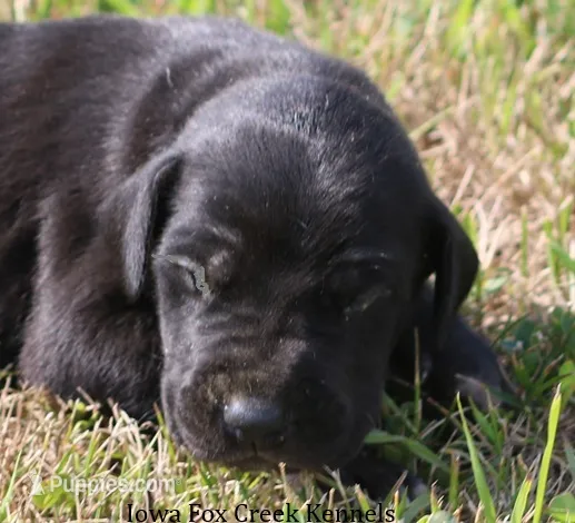 Susie – Great Dane puppy for sale in Unionville, IA
