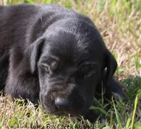 Susie, a female Great Dane for sale in Unionville, IA – 1 of 9