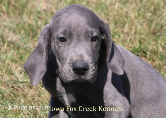 Sapphire – Great Dane puppy for sale in Unionville, IA