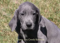 Sapphire, a female Great Dane for sale in Unionville, IA – 1 of 10