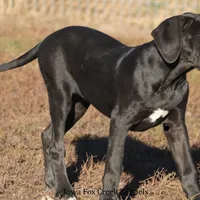 Gabby, a female Great Dane for sale in Unionville, IA – Photo 2 of 8