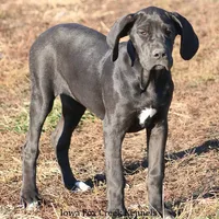 Gabby, a female Great Dane for sale in Unionville, IA – Photo 4 of 8