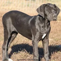 Gabby, a female Great Dane for sale in Unionville, IA – Photo 6 of 8
