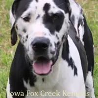 Gabby, a female Great Dane for sale in Unionville, IA – Photo 7 of 8