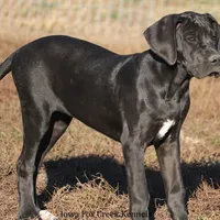 Gabby, a female Great Dane for sale in Unionville, IA – Photo 5 of 8