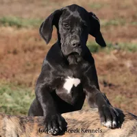 Gabby, a female Great Dane for sale in Unionville, IA – Photo 3 of 8