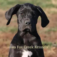 Gabby, a female Great Dane for sale in Unionville, IA – Photo 1 of 8