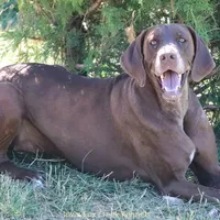 Gabby, a female Great Dane for sale in Unionville, IA – Photo 8 of 8
