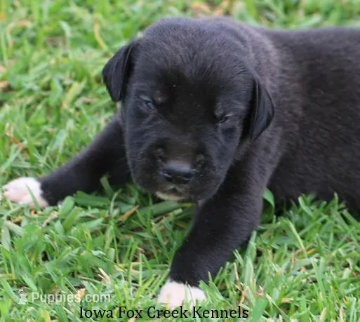Milo – Great Dane puppy for sale in Unionville, IA