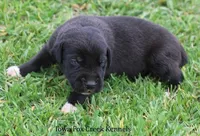 Milo, a male Great Dane for sale in Unionville, IA – Photo 7 of 9