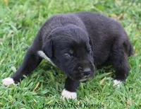 Milo, a male Great Dane for sale in Unionville, IA – Photo 3 of 9
