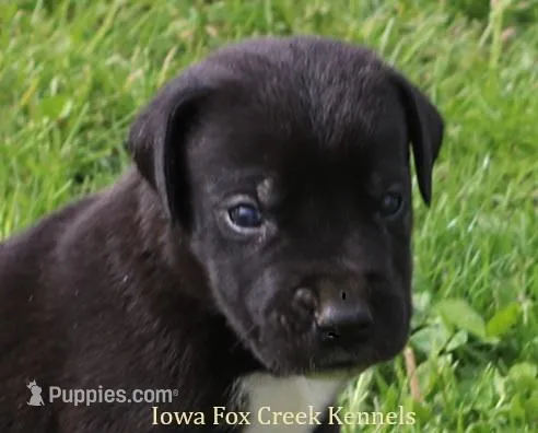 Milo – Great Dane puppy for sale in Unionville, IA