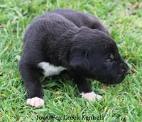 Milo, a male Great Dane for sale in Unionville, IA – Photo 2 of 9