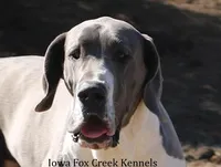 Milo, a male Great Dane for sale in Unionville, IA – Photo 9 of 9