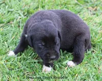 Milo, a male Great Dane for sale in Unionville, IA – Photo 5 of 9