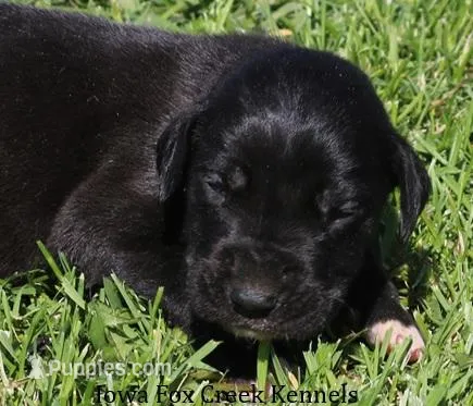 Milo – Great Dane puppy for sale in Unionville, IA