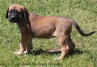 Bonnie, a female Great Dane and English Mastiff for sale in Unionville, IA – 7 of 10