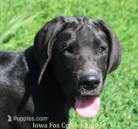 Milo – Great Dane puppy for sale in Unionville, IA
