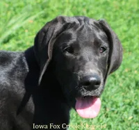 Milo, a male Great Dane for sale in Unionville, IA – 1 of 8