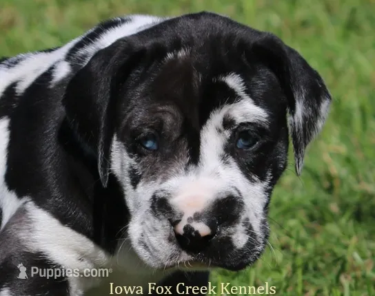 Emily – Great Dane puppy for sale in Unionville, IA
