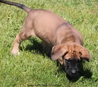 Bonnie, a female Great Dane and English Mastiff for sale in Unionville, IA – 6 of 10