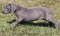 Sarge, a male Great Dane for sale in Unionville, IA – 3 of 10
