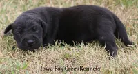 Sadie, a female Great Dane for sale in Unionville, IA – 4 of 9