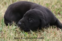 Scoundrel, a male Great Dane for sale in Unionville, IA – 4 of 7
