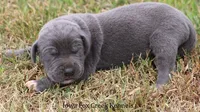 Smokey, a male Great Dane for sale in Unionville, IA – 2 of 9