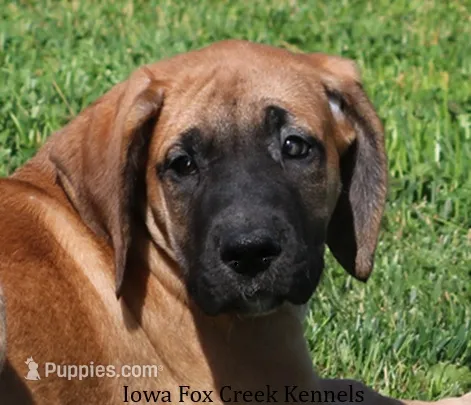 Bonnie – Great Dane, English Mastiff puppy for sale in Unionville, IA
