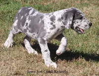 Shakira, a female Great Dane for sale in Unionville, IA – 8 of 10