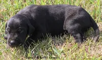 Susie, a female Great Dane for sale in Unionville, IA – 5 of 9