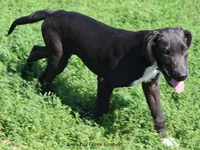 Milo, a male Great Dane for sale in Unionville, IA – 2 of 8