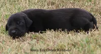 Scoundrel, a male Great Dane for sale in Unionville, IA – 5 of 7