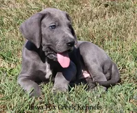 Sarge, a male Great Dane for sale in Unionville, IA – 5 of 10