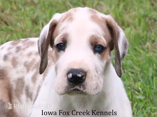 Zeus – Great Dane puppy for sale in Unionville, IA