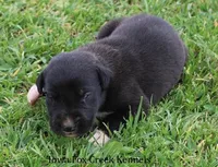 Mitzi, a male Great Dane for sale in Unionville, IA – Photo 8 of 10