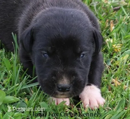 Mitzi – Great Dane puppy for sale in Unionville, IA