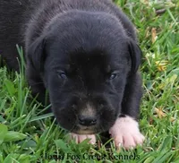 Mitzi, a male Great Dane for sale in Unionville, IA – Photo 1 of 10
