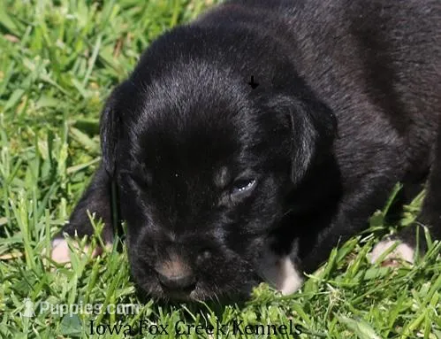 Mitzi – Great Dane puppy for sale in Unionville, IA