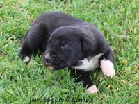 Mitzi, a male Great Dane for sale in Unionville, IA – Photo 4 of 10