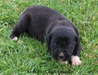 Mitzi, a male Great Dane for sale in Unionville, IA – Photo 3 of 10