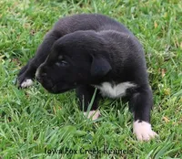 Mitzi, a male Great Dane for sale in Unionville, IA – Photo 6 of 10