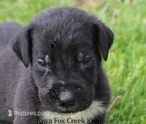 Mitzi – Great Dane puppy for sale in Unionville, IA