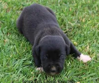 Mitzi, a male Great Dane for sale in Unionville, IA – Photo 5 of 10