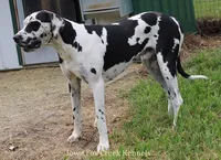 Mitzi, a male Great Dane for sale in Unionville, IA – Photo 9 of 10