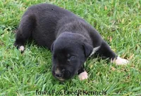 Mitzi, a male Great Dane for sale in Unionville, IA – Photo 7 of 10