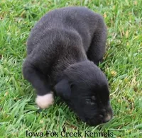 Mitzi, a male Great Dane for sale in Unionville, IA – Photo 2 of 10