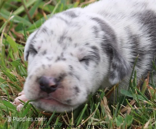 Shakira – Great Dane puppy for sale in Unionville, IA